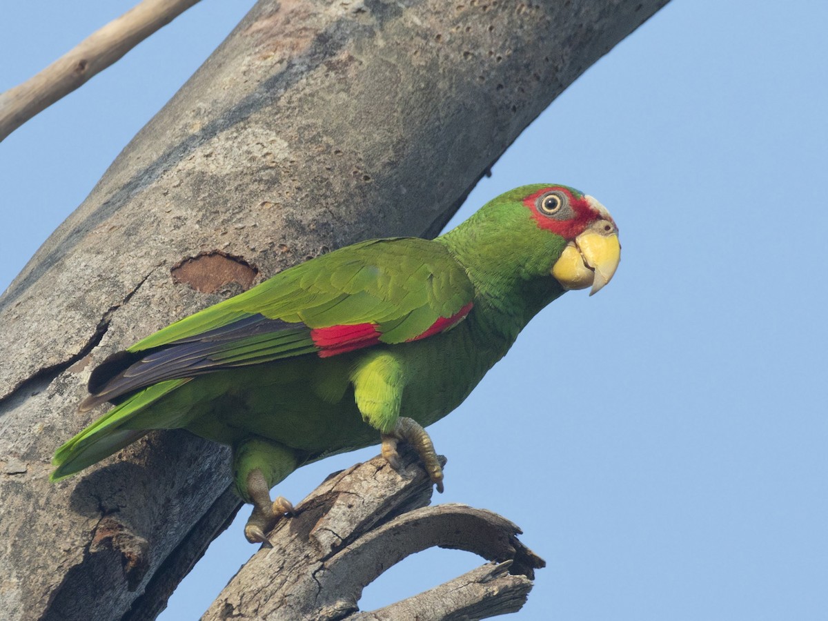 White-fronted Parrot - ML570344741