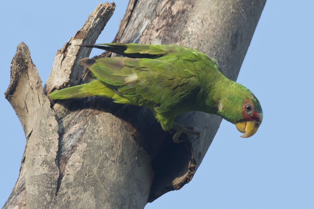 White-fronted Parrot - ML570344751