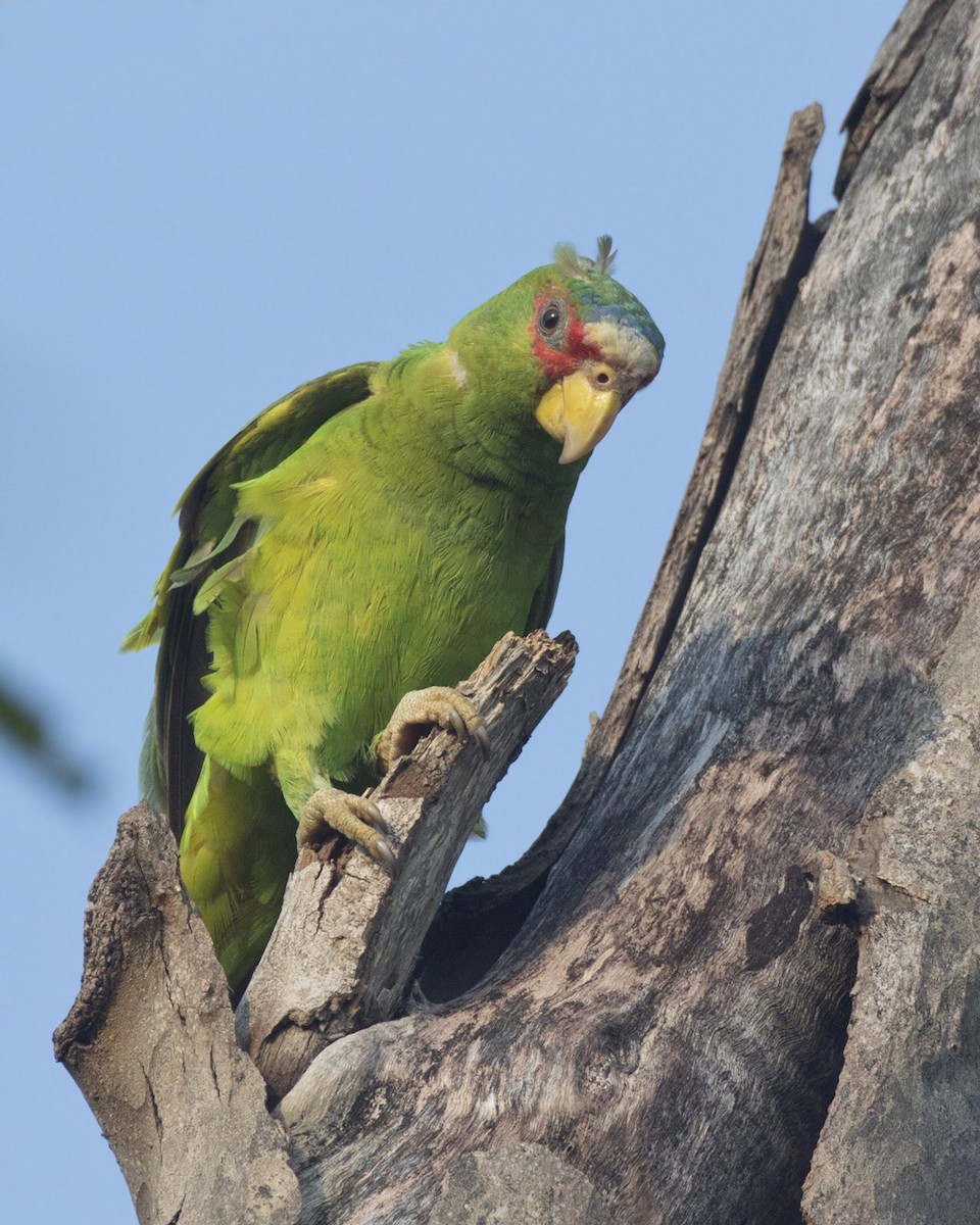 White-fronted Parrot - ML570344761