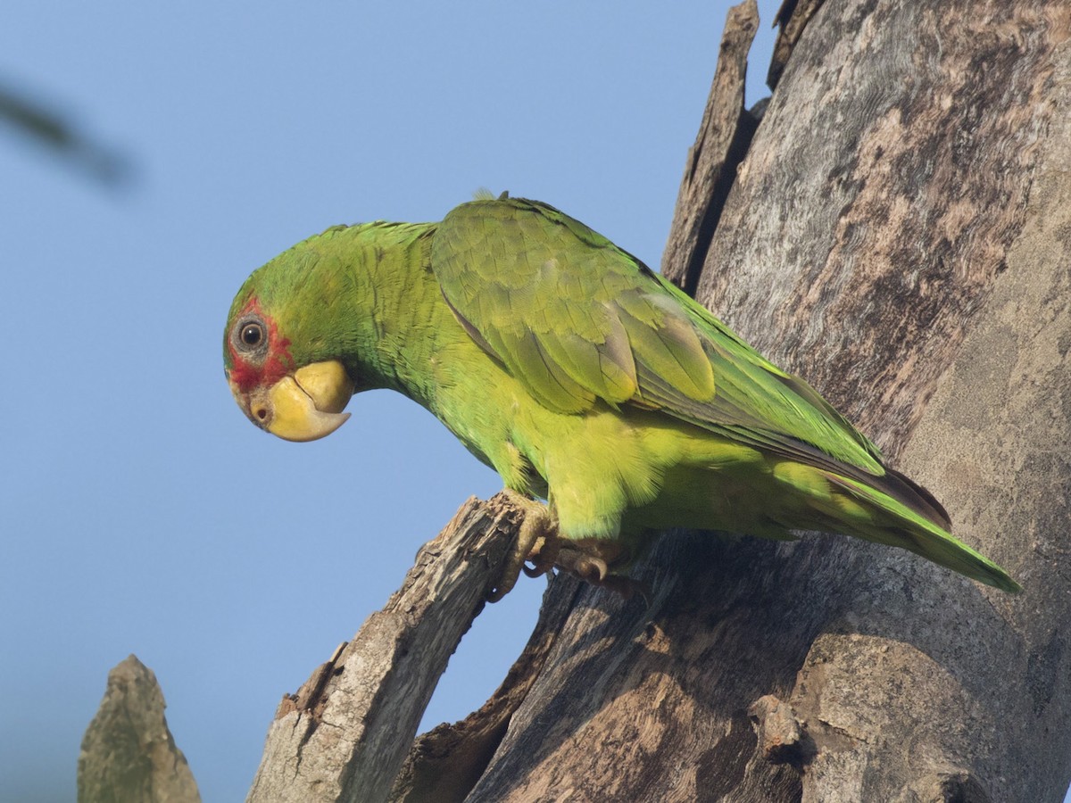 White-fronted Parrot - ML570344771