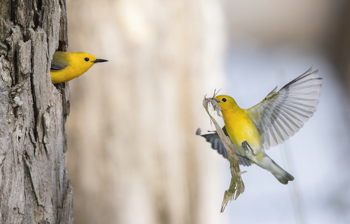 Prothonotary Warbler - ML570344851