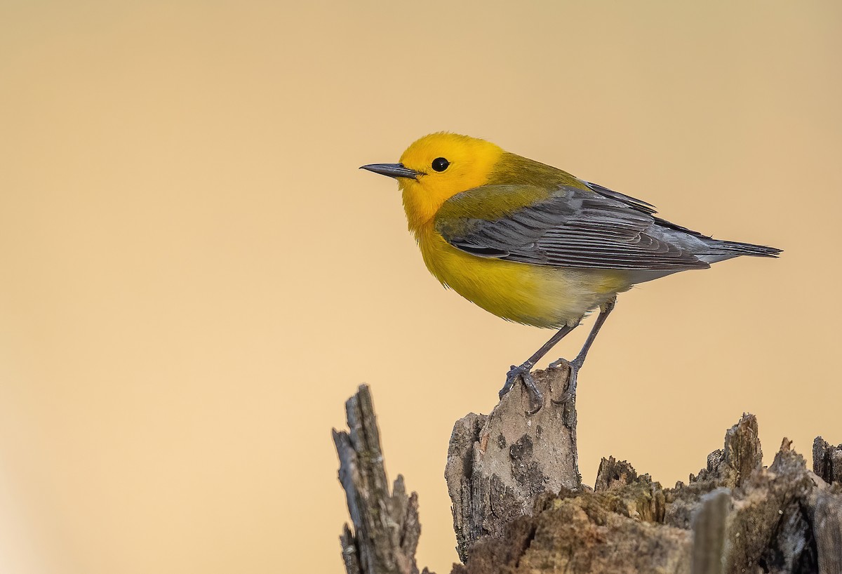 Prothonotary Warbler - ML570344861