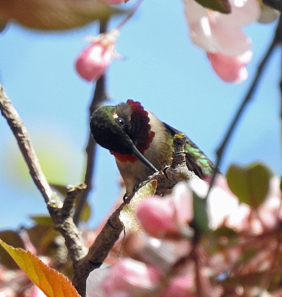 Ruby-throated Hummingbird - ML570345531