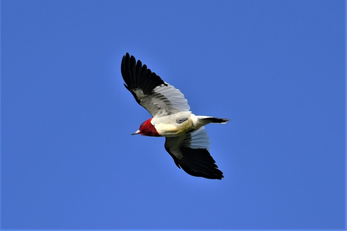 eBird Checklist - 10 May 2023 - Cayuga Lake SP - 13 species