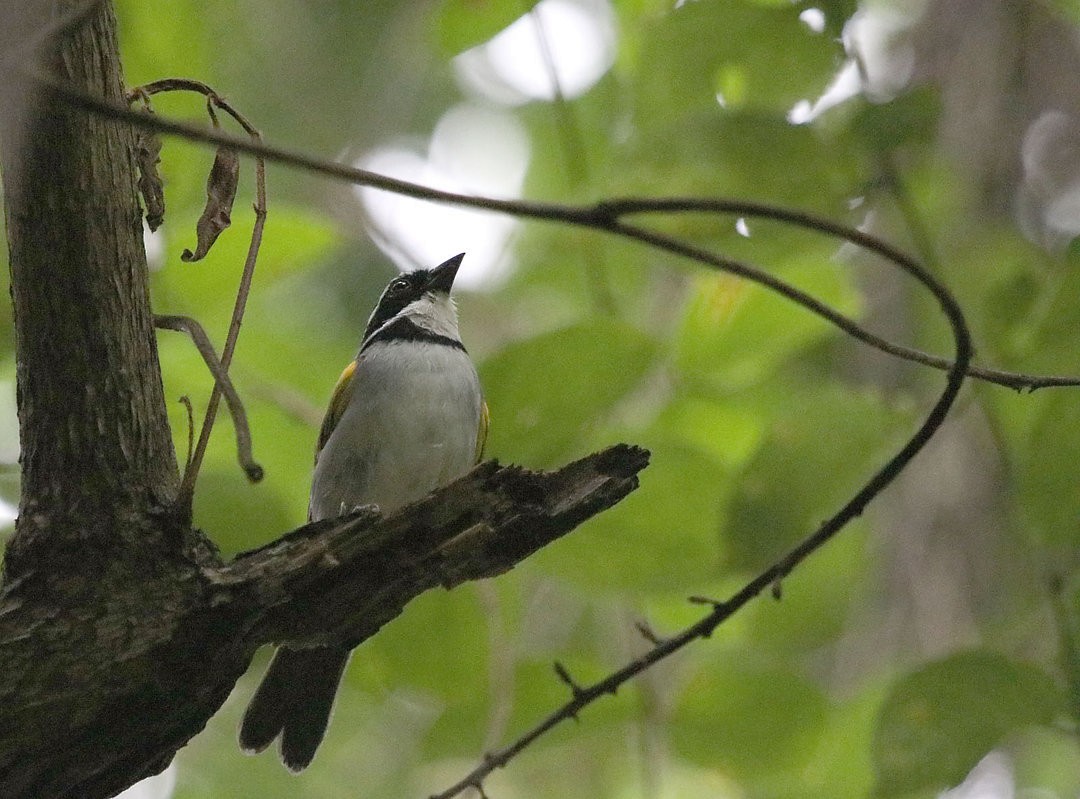Pectoral Sparrow - Jose Prado