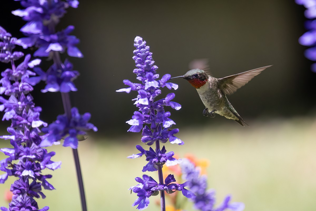 Ruby-throated Hummingbird - ML570351341