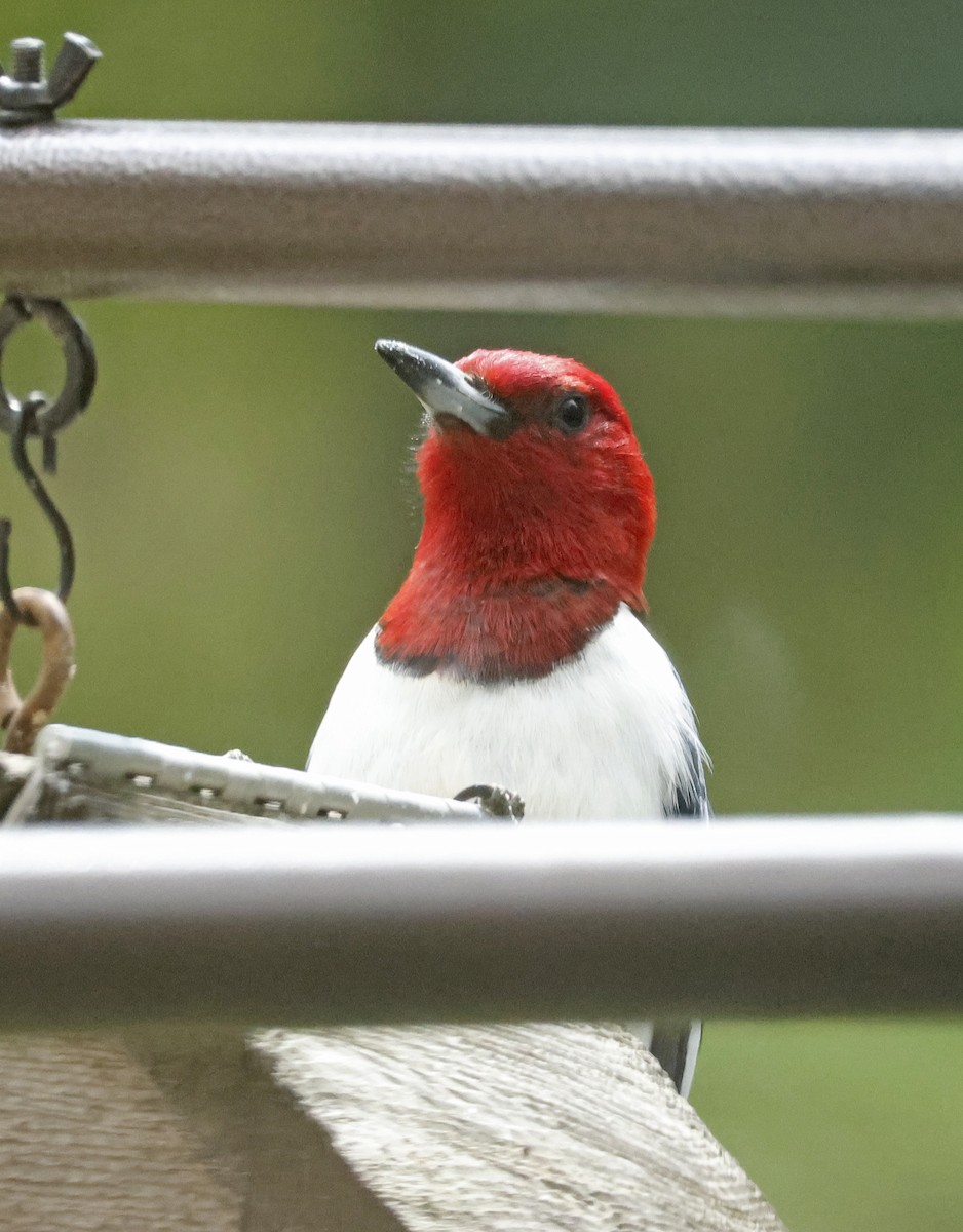 Red-headed Woodpecker - ML570355881