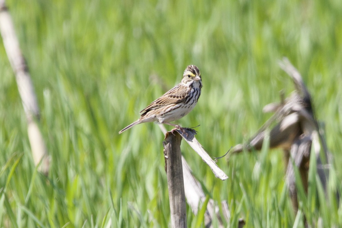 Savannah Sparrow (Savannah) - ML570356991