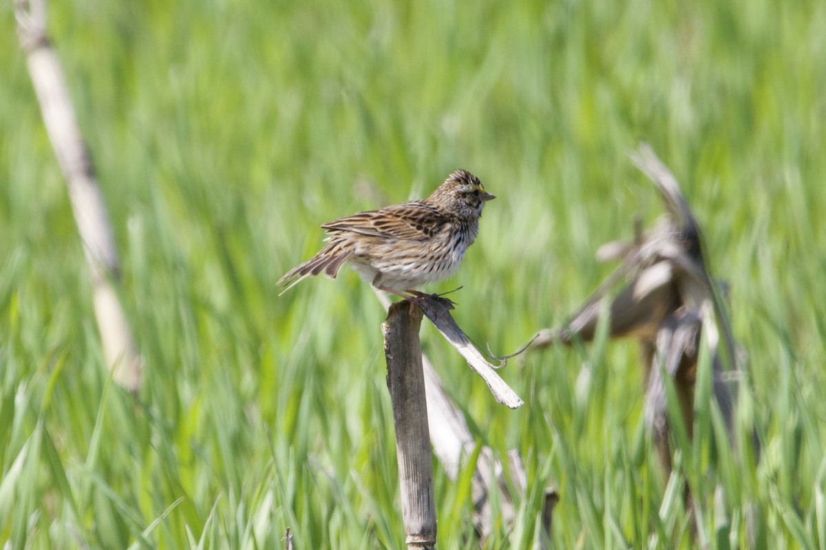 Savannah Sparrow (Savannah) - ML570357001