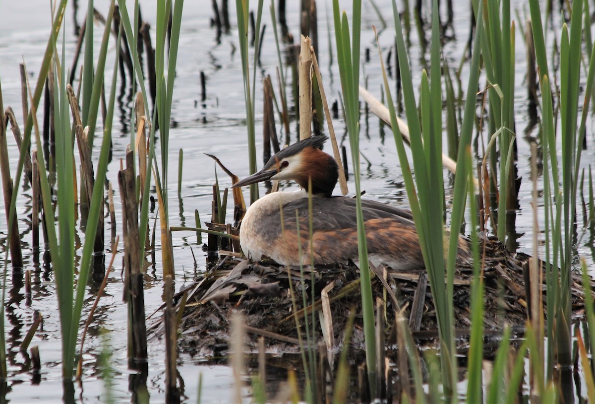 Great Crested Grebe - ML570358781