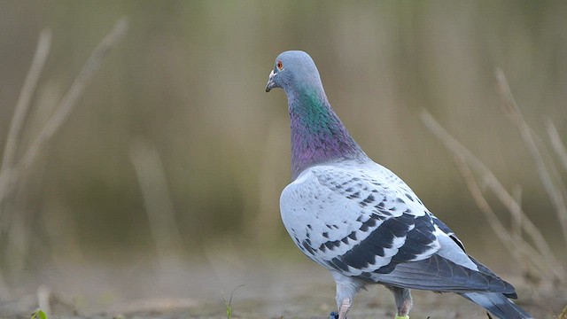 Rock Pigeon (Feral Pigeon) - ML570359751