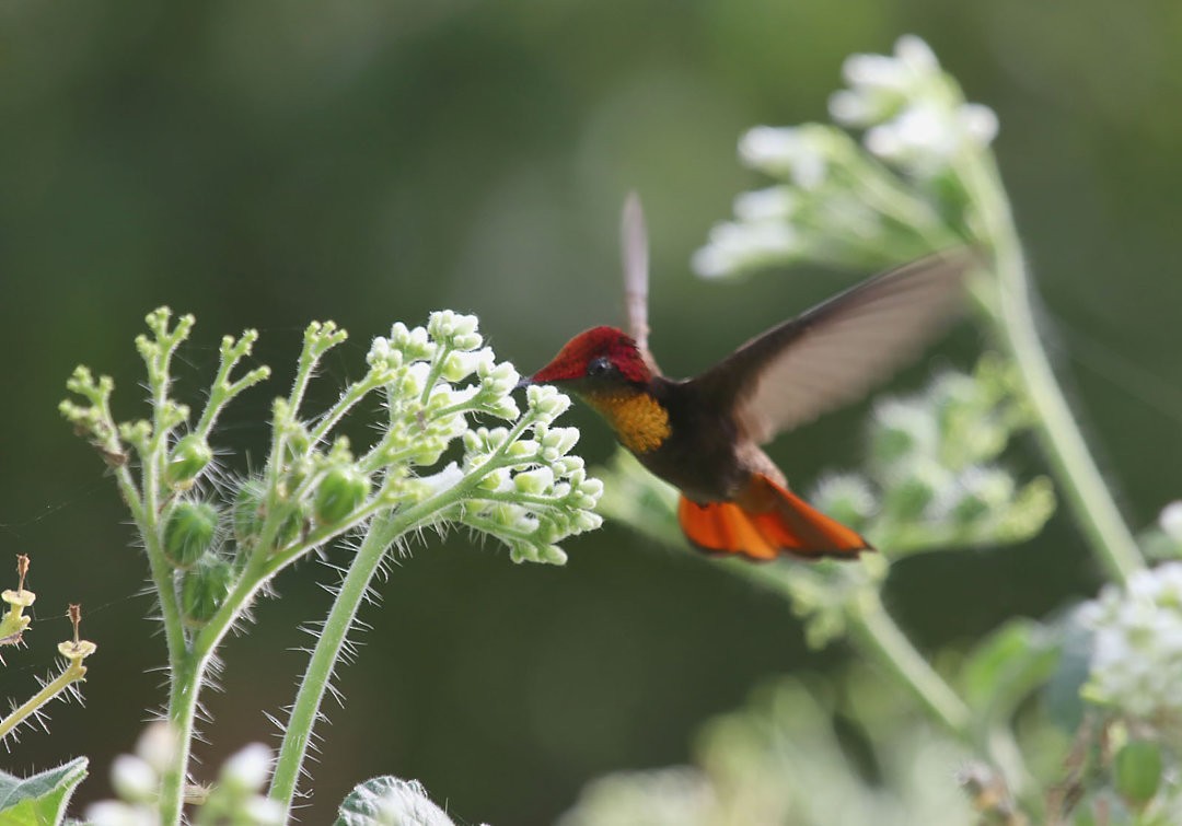 Ruby-topaz Hummingbird - Jose Prado