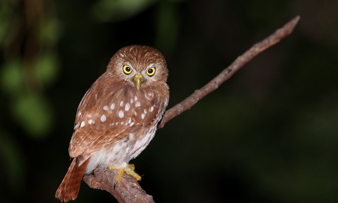 Ferruginous Pygmy-Owl - ML570359871