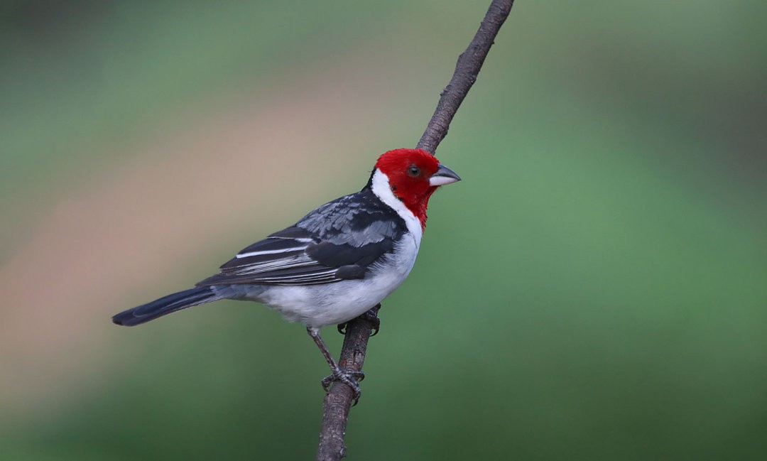 Red-cowled Cardinal - ML570360521
