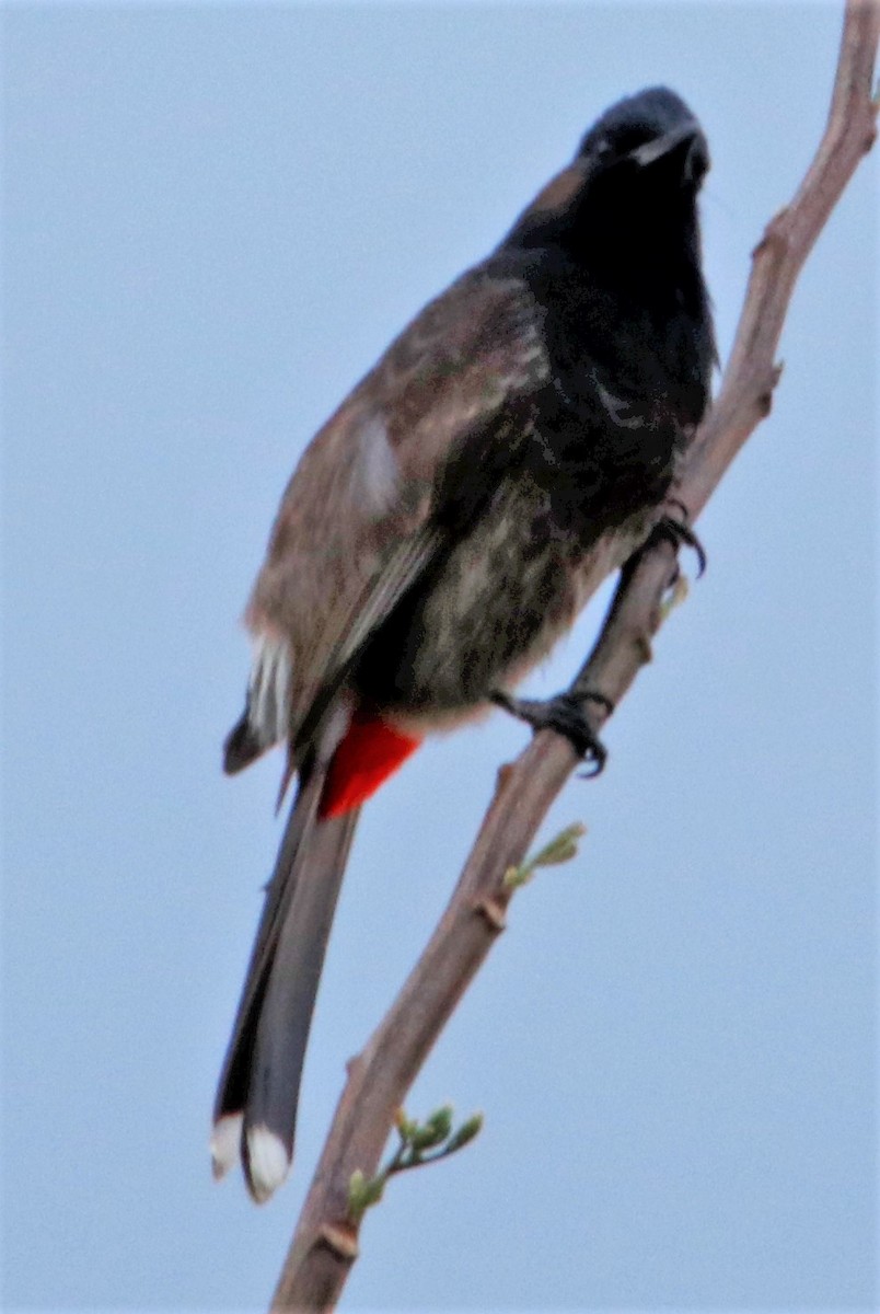 Red-vented Bulbul - ML570374831