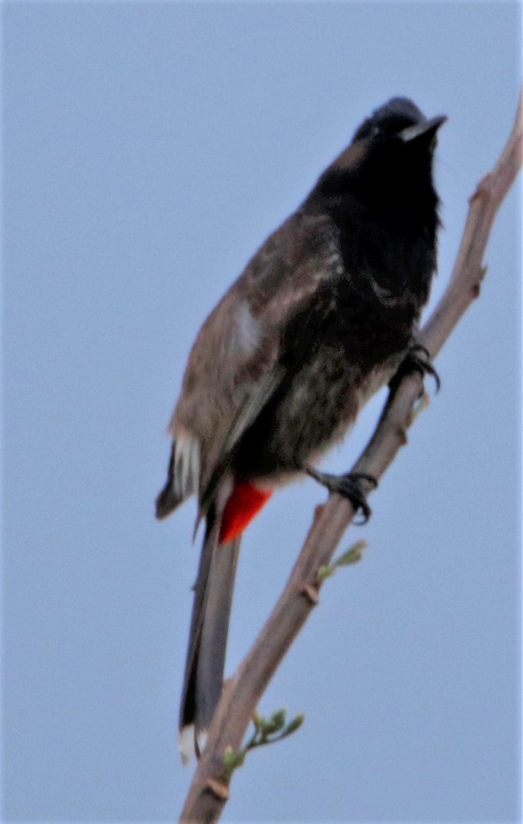 Red-vented Bulbul - ML570374841
