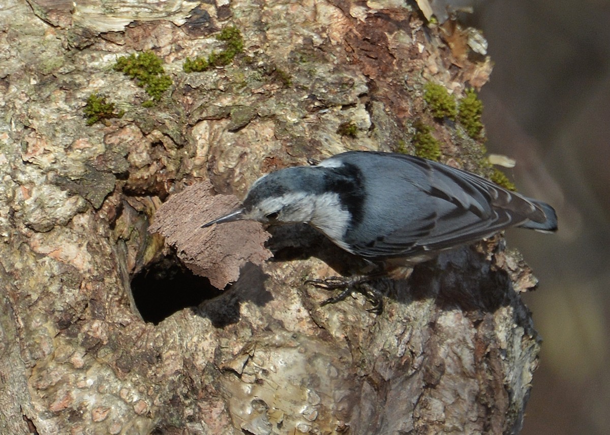 White-breasted Nuthatch - ML57037741