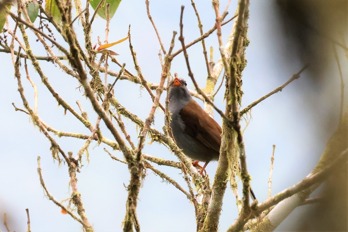 Andean Solitaire (plumbeiceps) - ML570382301