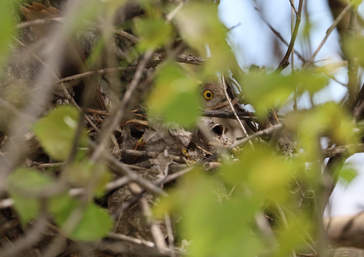 eBird Checklist 11 May 2023 Lake Elmo Regional Park 52 species