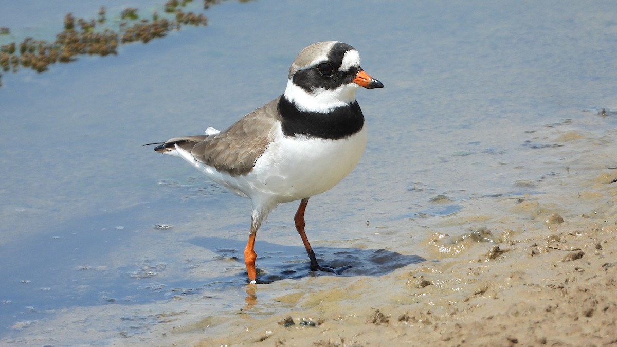 Common Ringed Plover - ML570395631