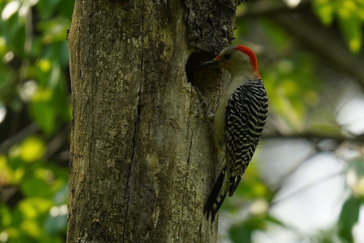 Red-bellied Woodpecker - ML570398201