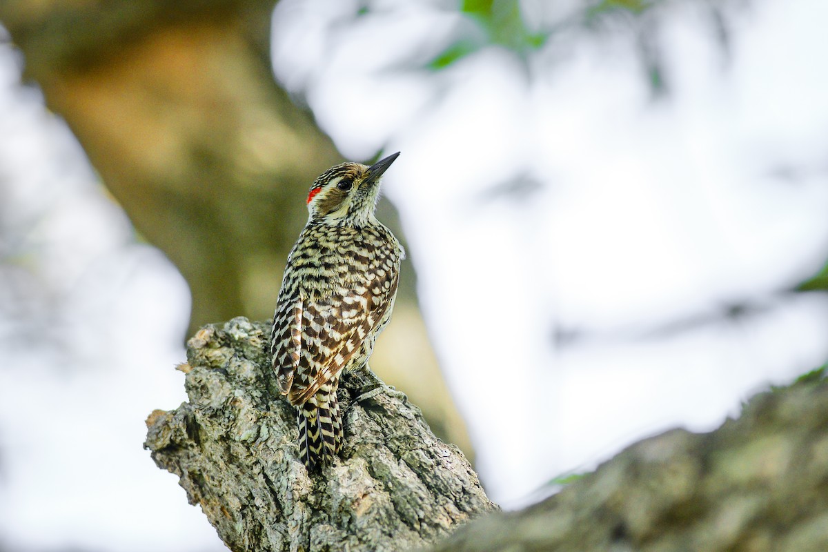 Checkered Woodpecker - ML570401651