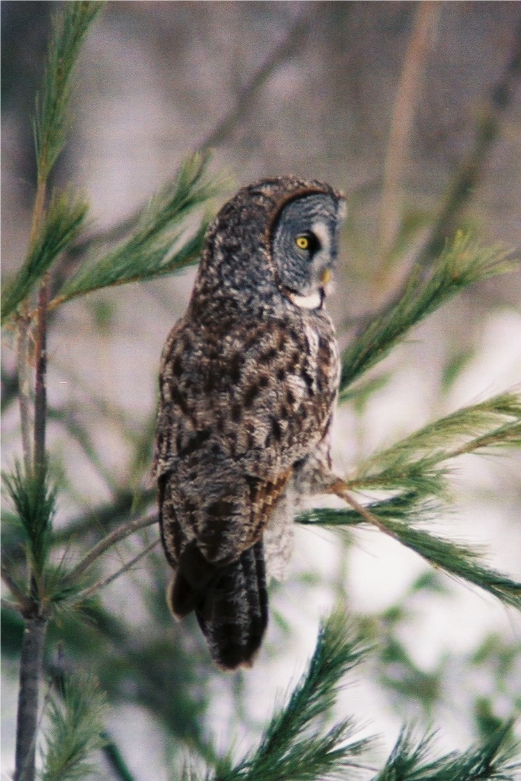 Great Gray Owl - Patrick  Dechon