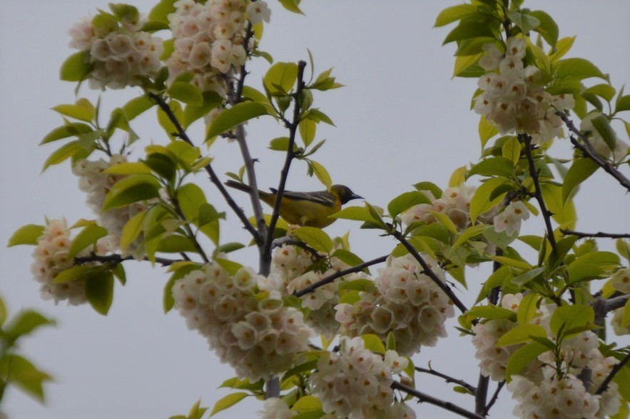 Orchard Oriole - ML57041081