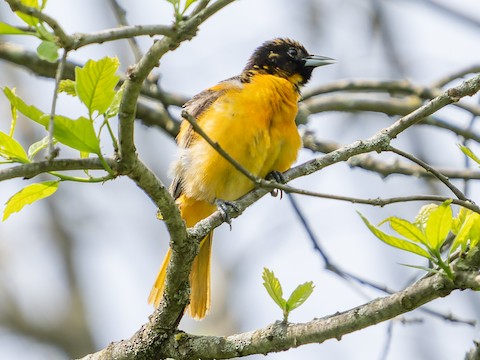 Baltimore Oriole (Icterus galbula) · iNaturalist