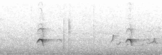 Kurşuni Sırtlı Ardıç - ML57042