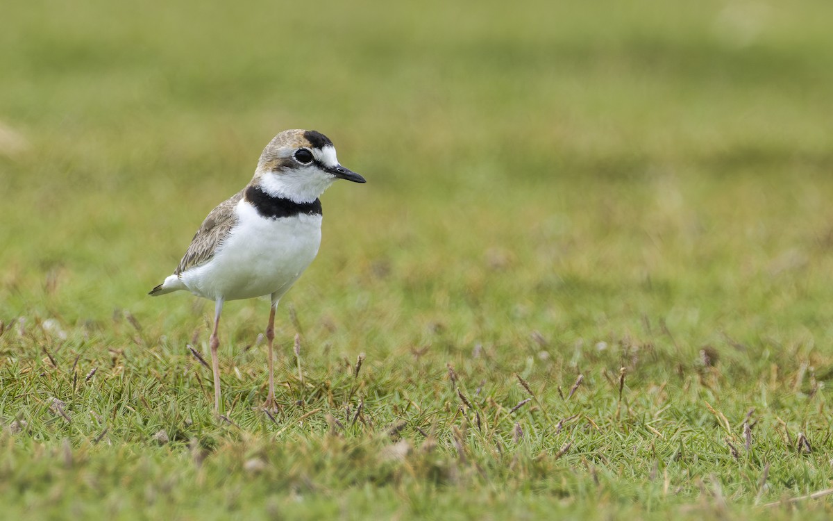 Collared Plover - ML570421881