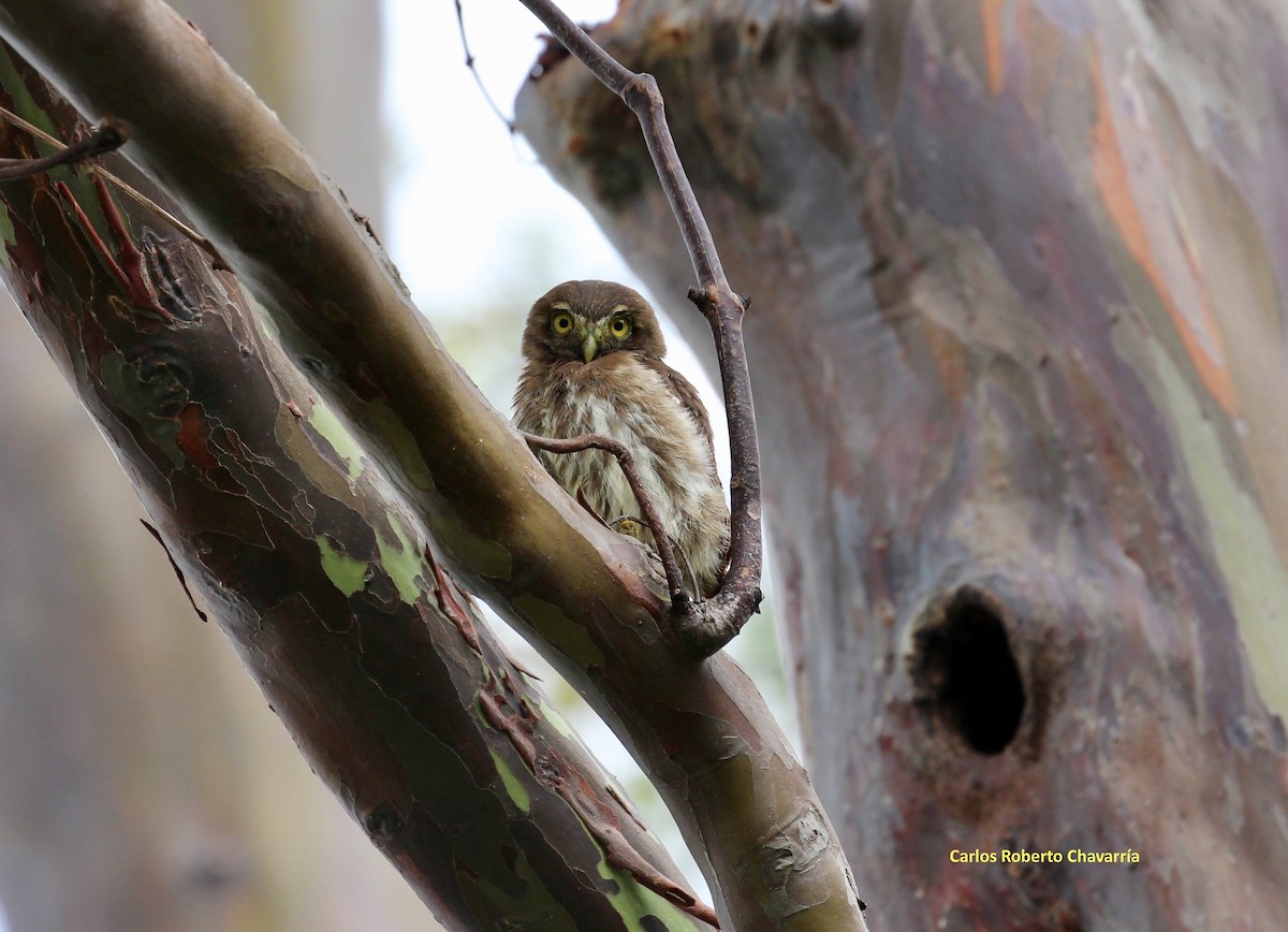 Ferruginous Pygmy-Owl - Carlos Roberto Chavarria