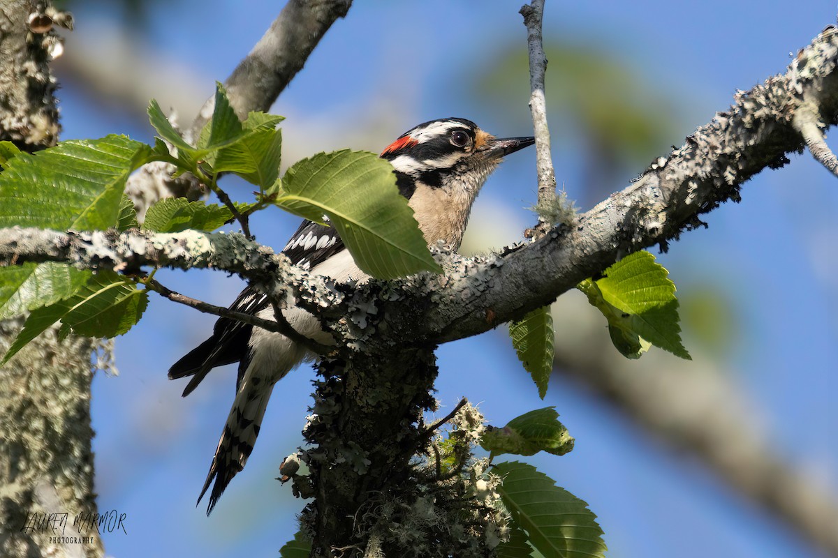 Downy Woodpecker - ML570422411