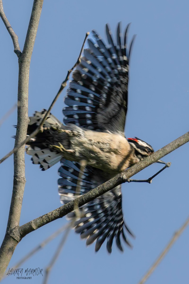 Downy Woodpecker - ML570422421