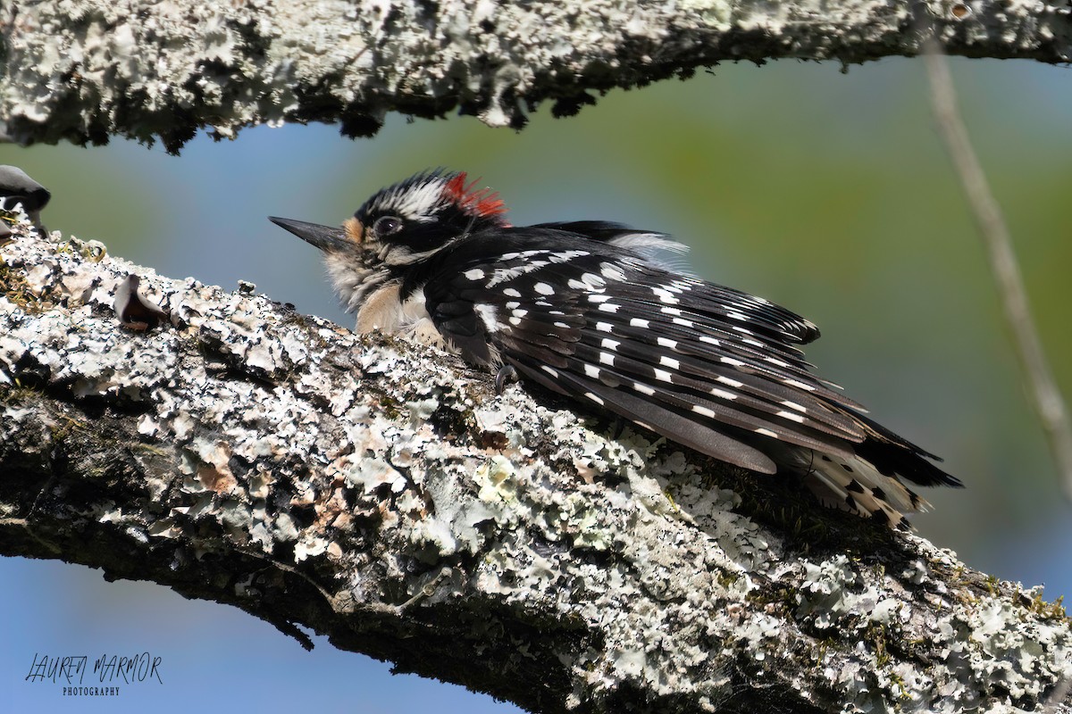 Downy Woodpecker - ML570422451