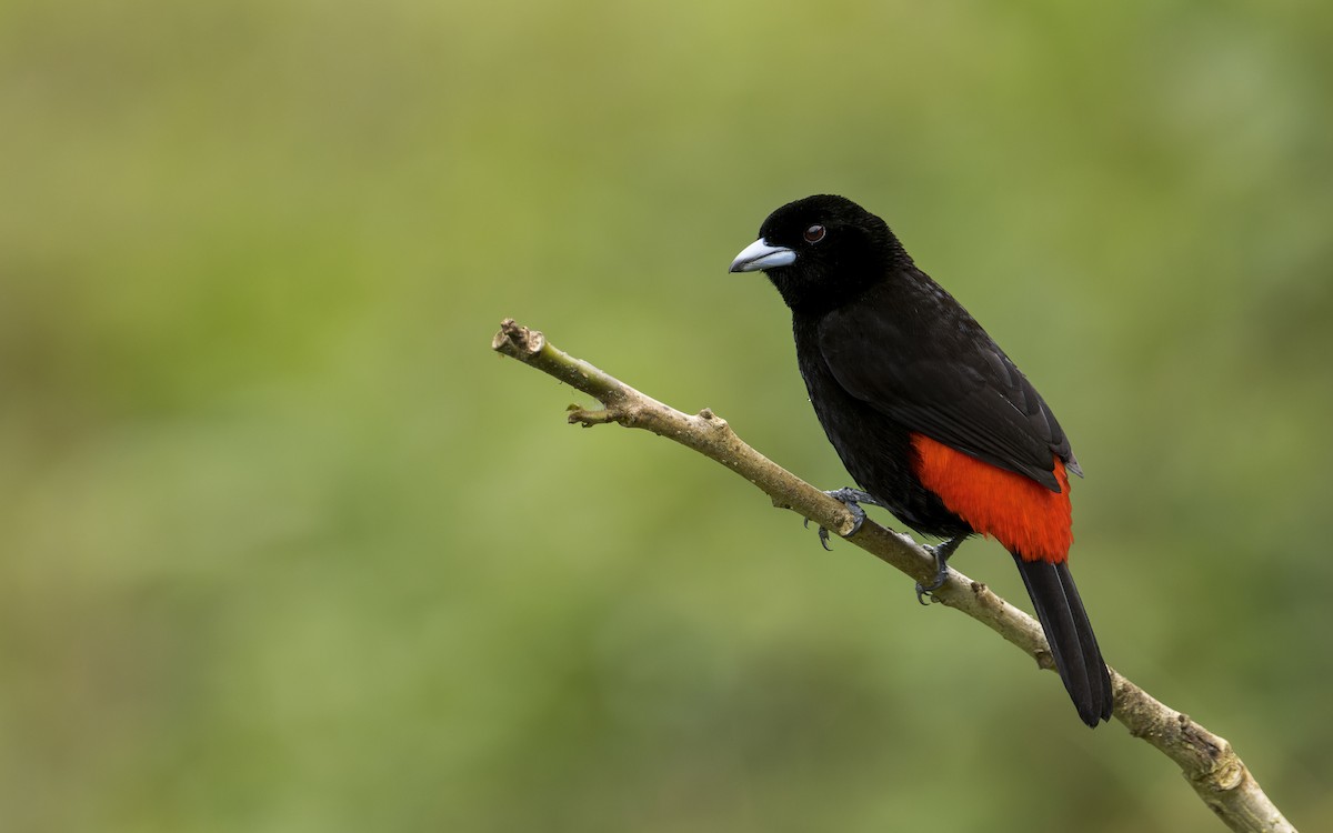 Scarlet-rumped Tanager - ML570426121