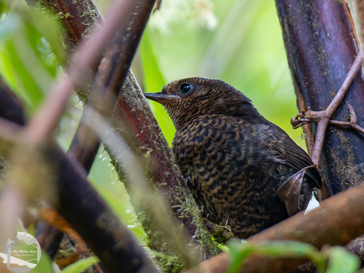 Silvery-fronted Tapaculo - ML570427681
