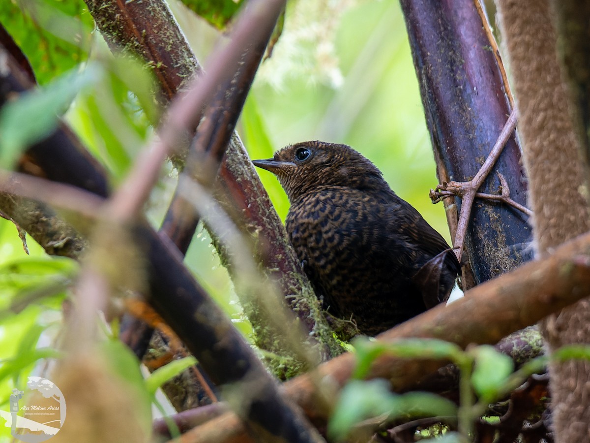Silvery-fronted Tapaculo - Alex Molina