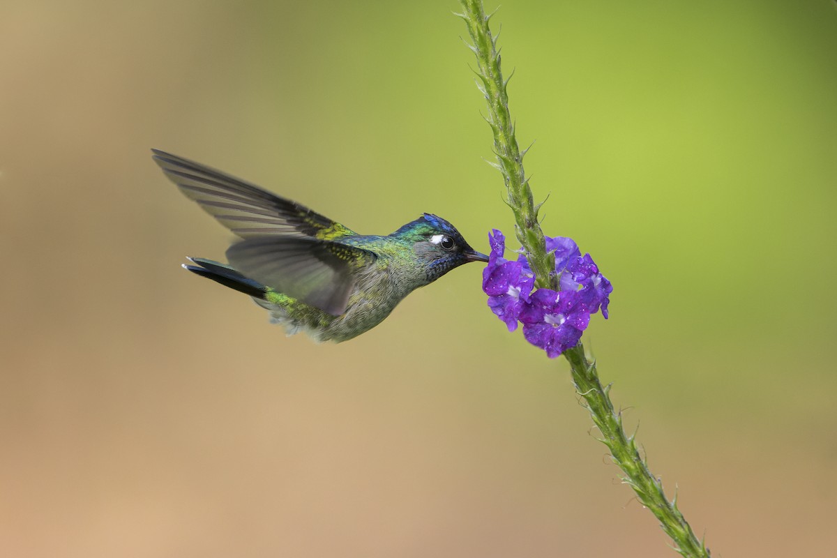 Violet-headed Hummingbird - ML570429561