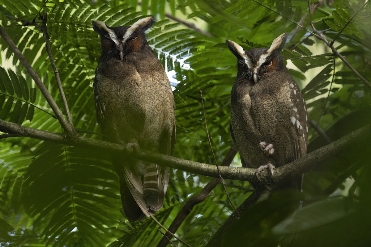 Crested Owl - ML570434371