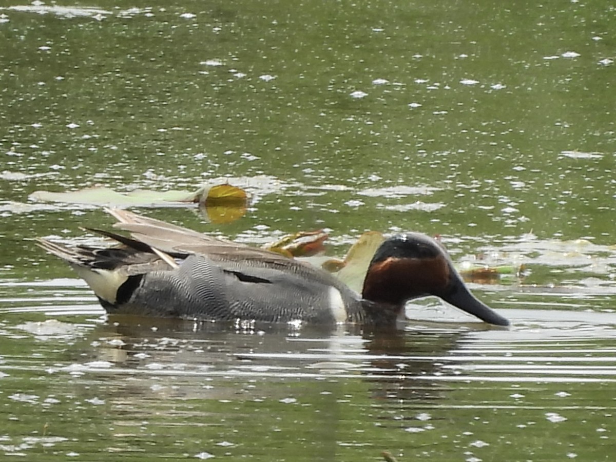 Green-winged Teal - ML570437501