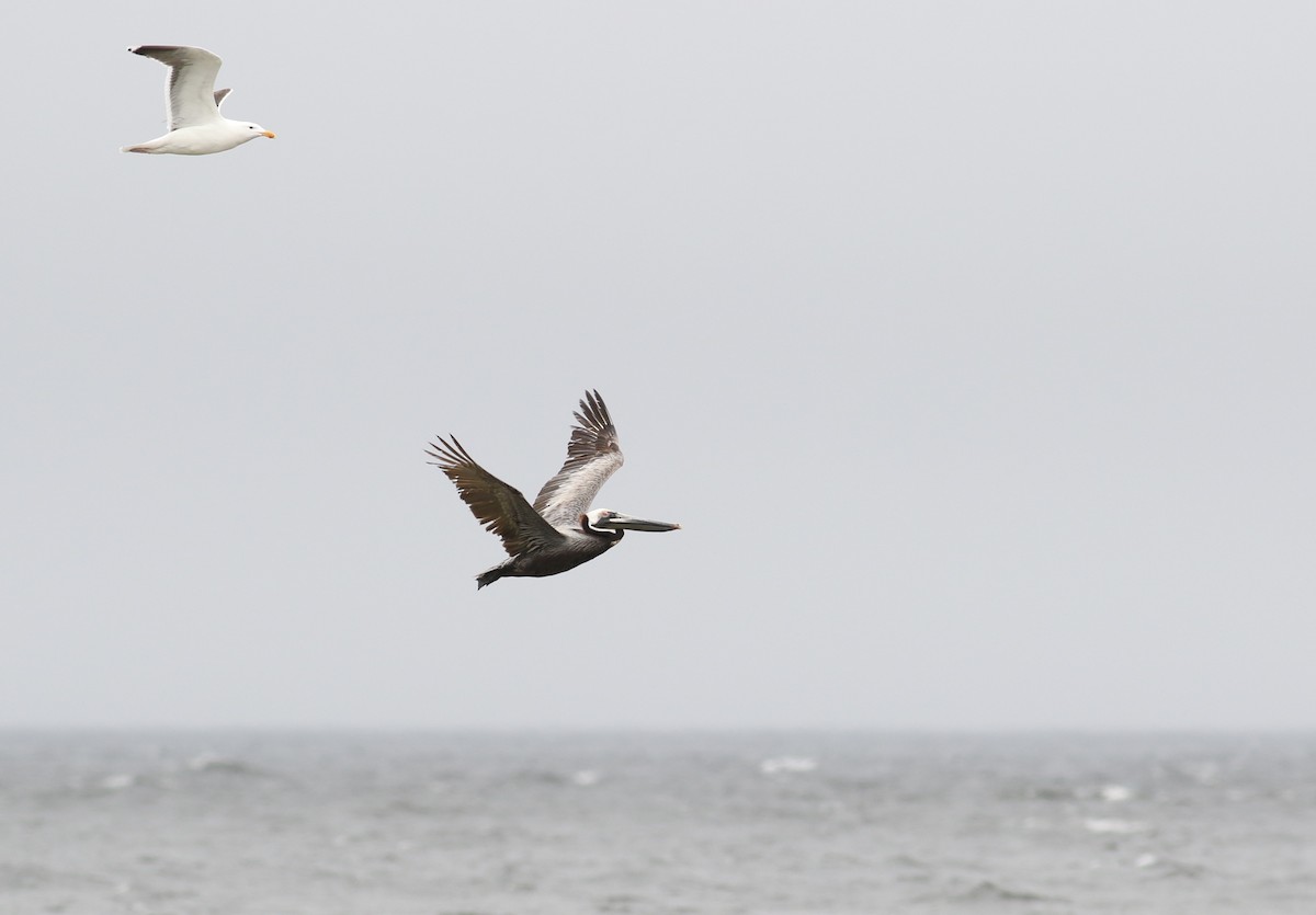 Brown Pelican (Atlantic) - Nathan Dubrow