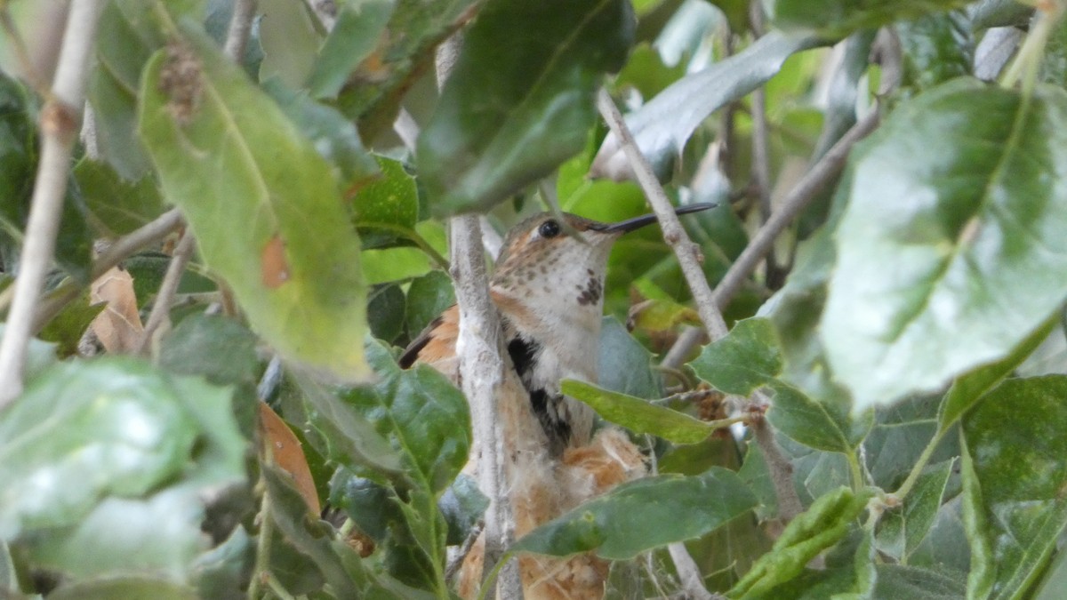 Allen's Hummingbird - ML570439241
