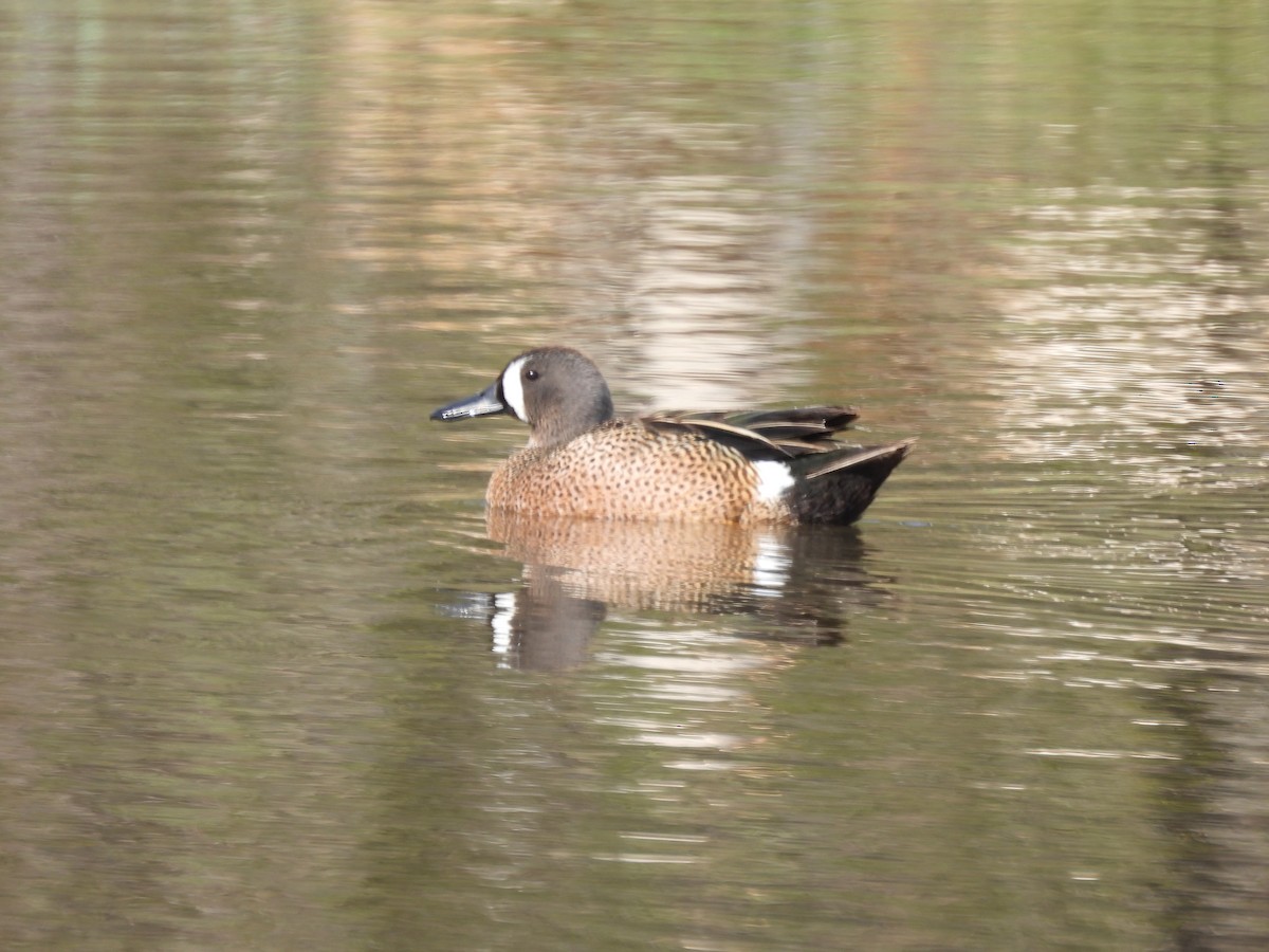 Blue-winged Teal - ML570439801