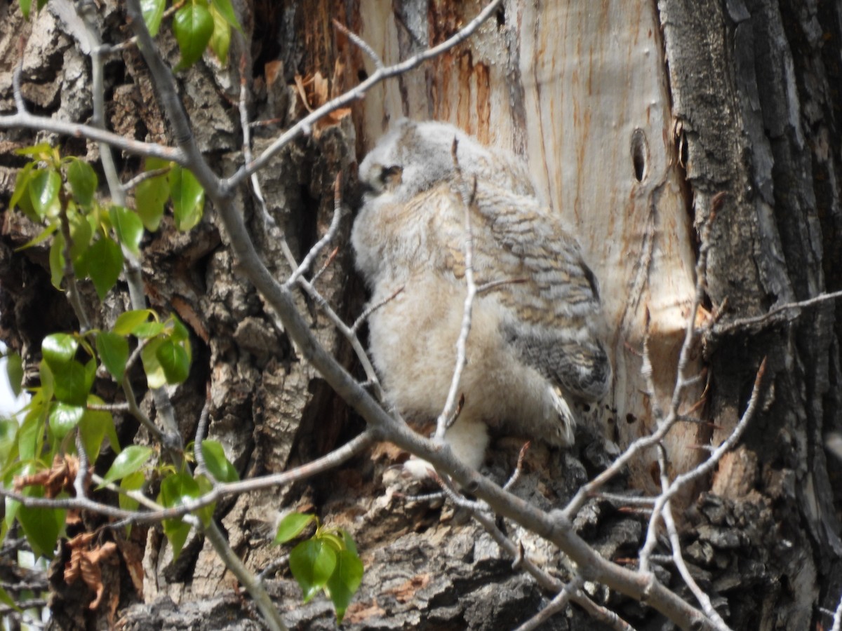 Great Horned Owl - Robert Leonhardt