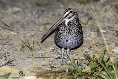 Snipe Sound