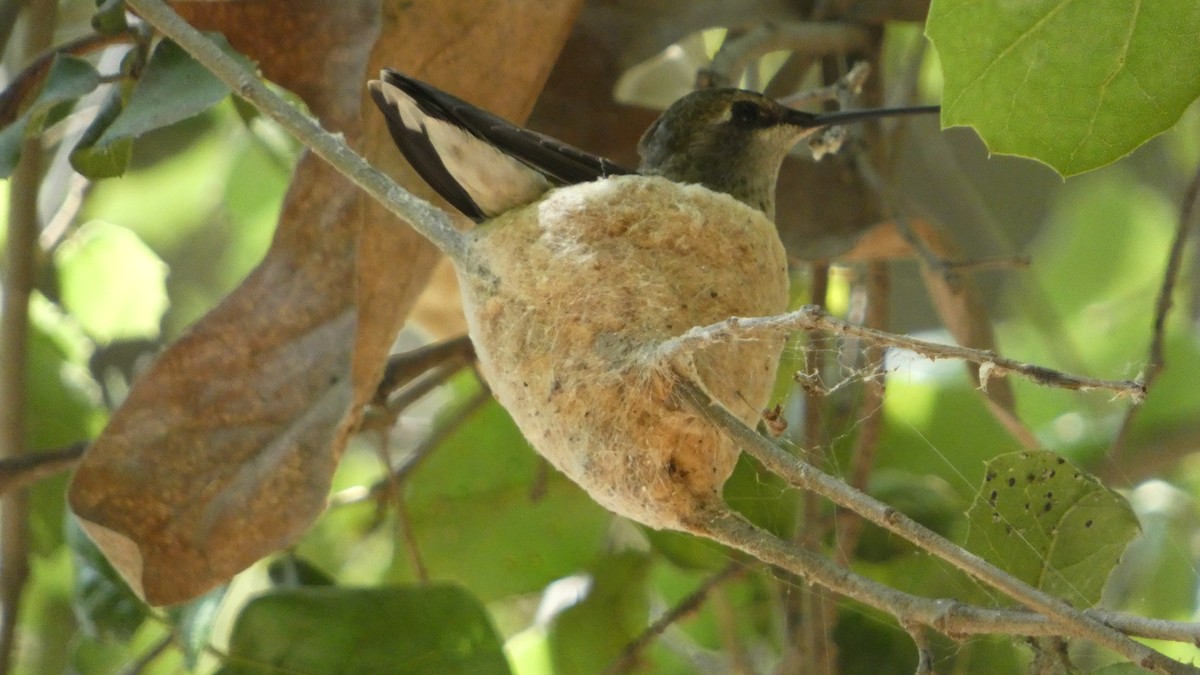 Black-chinned Hummingbird - ML570440531