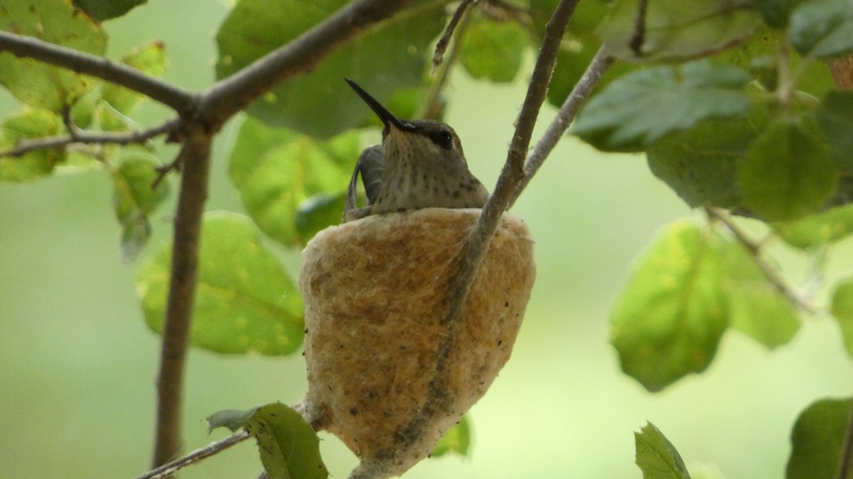 Black-chinned Hummingbird - ML570441591