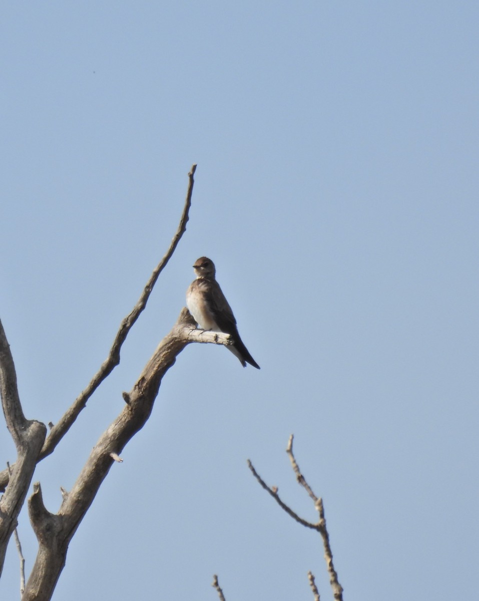 Northern Rough-winged Swallow - Lara Fitzpatrick