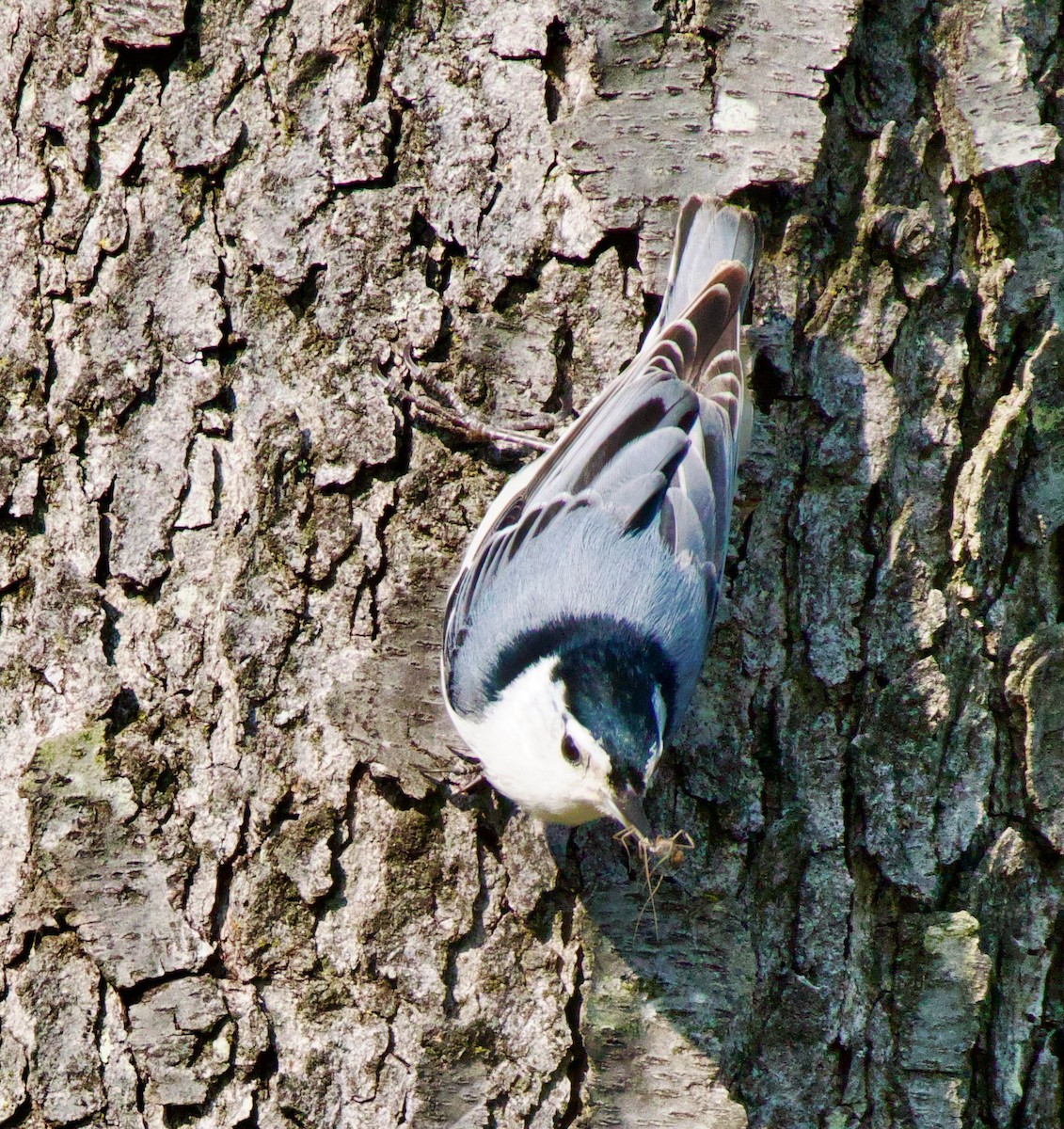 White-breasted Nuthatch - ML570446331